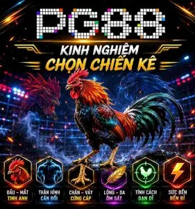 Kinh nghiệm chọn chiến kê PG88