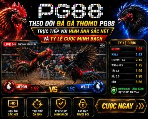 Theo dõi đá gà thomo PG88 trực tiếp với hình ảnh sắc nét và tỷ lệ cược minh bạch.